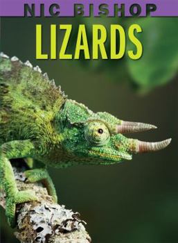 Lizards - Book  of the Scholastic Reader