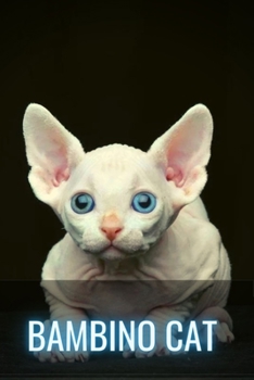 Bambino Cat: The Sphynx Cat Munchkin Mix