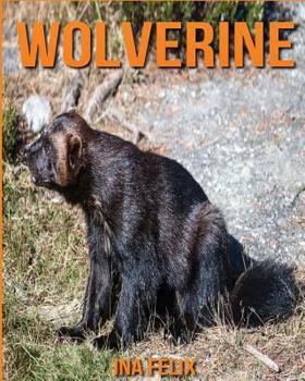 Paperback Wolverine: Children Book of Fun Facts & Amazing Photos on Animals in Nature - A Wonderful Wolverine Book for Kids aged 3-7 Book