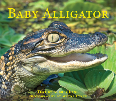 Paperback Baby Alligator Book