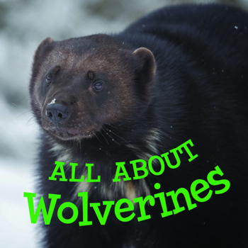 Paperback All about Wolverines: English Edition Book