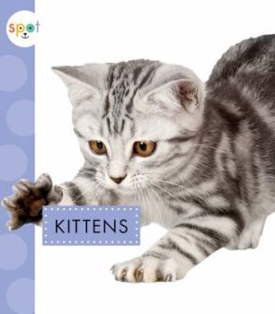 Paperback Kittens Book