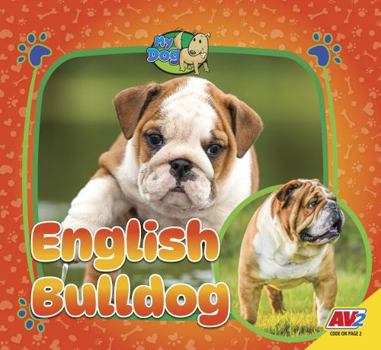 English Bulldog