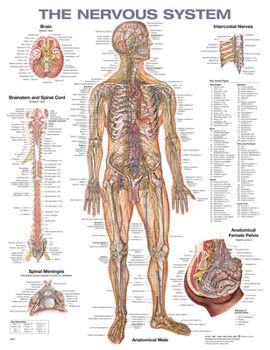 Wall Chart The Nervous System Anatomical Chart Book