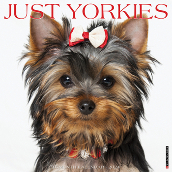 Calendar Just Yorkies 2024 12 X 12 Wall Calendar Book
