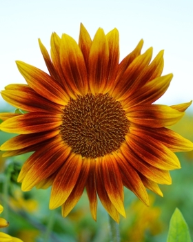 Journal: Journal: 200 Lined & Dated Sheets, 8x10 Inches, Inspirational Sunflower, Diary & Notebook for Writing, Brainstorming, Note Taking for Work/Travel/Studying & More