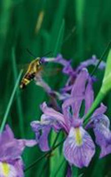 Paperback Petite Wild Blue Iris Journal Book