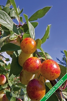 Paperback Garden Notes: Fully ripe mirabelle plums. Format A5, 120 pages, fine grey lined. Journal, diary, notebook and garden planner for eve Book