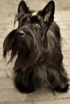 The Scottish Terrier Dog Journal : 150 Page Lined Notebook/diary