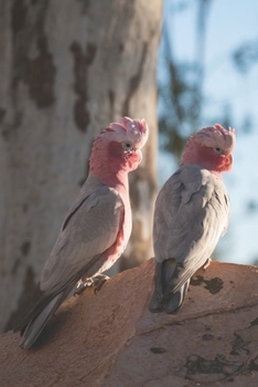 Rosakakadu: Notizbuch / Tagebuch / Reisetagebuch  - DIN A5 120 Seiten liniert -  Geschenk für Australienliebhaber - Galah Papagei (German Edition)