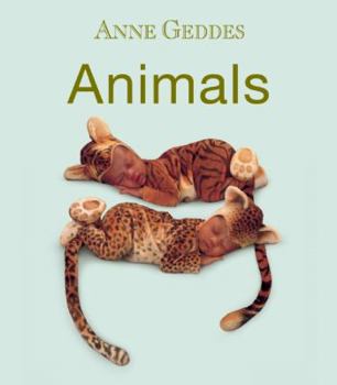 Board book Animals Book