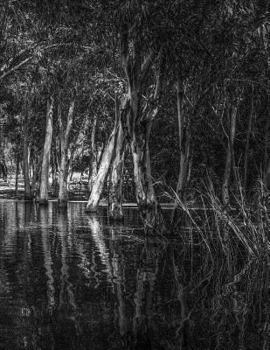 Paperback Reflections Book