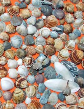 Paperback Shell Collecting Book