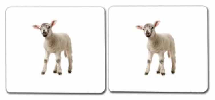 Juvenile Farm Animals: Matching Cards