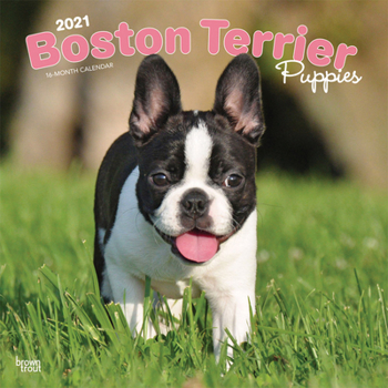 Calendar Boston Terrier Puppies 2021 Square Book
