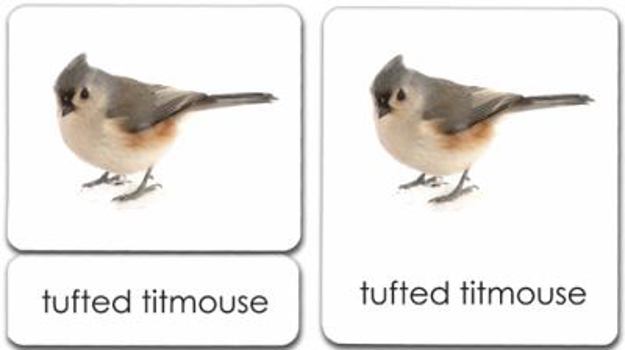 Birds 3-Part Reading Cards