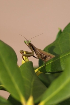 Paperback Praying Mantis Journal: 100-page blank lined journal featuring a green praying mantis Book