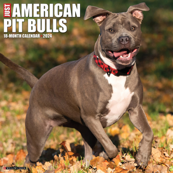Calendar Just American Pit Bull Terriers 2024 12 X 12 Wall Calendar Book