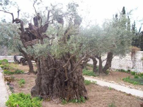 Paperback Good Grief: Ending Up in the Divine Embrace Book