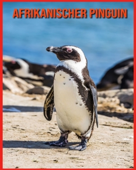Afrikanischer Pinguin: Erfahre mehr ?ber Afrikanischer Pinguin und freue dich an den farbenfrohen Bildern