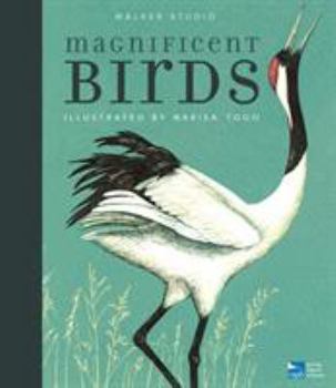 Hardcover Magnificent Birds (Walker Studio) Book
