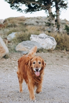 Golden Retriever Dog Pup Puppy Doggie Notebook Bullet Journal Diary Composition Book Notepad - A cozy Walk: Cute Animal Pet Owner Composition Book with 100 Quad Ruled Graph Paper Pages in 6 x 9 Inch
