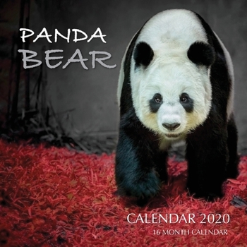 Panda Bear Calendar 2020: 16 Month Calendar