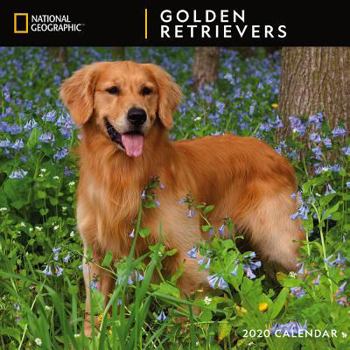 Calendar Cal 2020-National Geographic Golden Retrievers Wall Book
