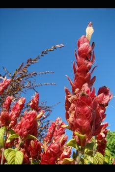 Paperback Die Laubenpieper von Norderstedt: Neues von der Ameise aus Norderstedt. [German] Book