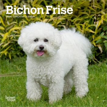 Bichon Frise 2026 7 X 14 Inch (Hanging) Monthly Mini Wall Calendar