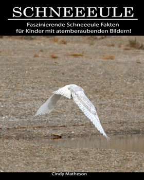 Schneeeule: Faszinierende Schneeeule Fakten f�r Kinder mit atemberaubenden Bildern!