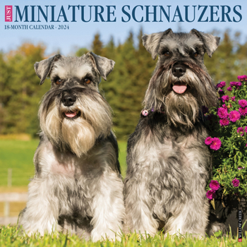 Calendar Just Miniature Schnauzers 2024 12 X 12 Wall Calendar Book