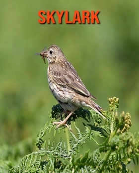 Skylark: Amazing Facts about Skylark