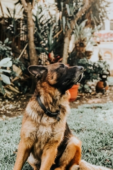 German Shepherd Dog Pup Puppy Doggie Notebook Bullet Journal Diary Composition Book Notepad - Sitting on Grass: Cute Animal Pet Owner Composition Book ... Quad Ruled Graph Paper Pages in 6” x 9” Inch