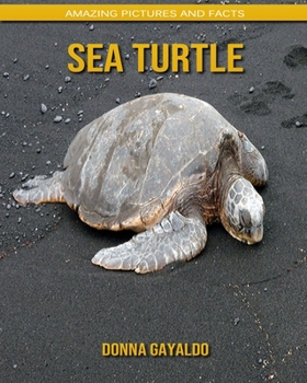Sea turtle: Amazing Pictures and Facts