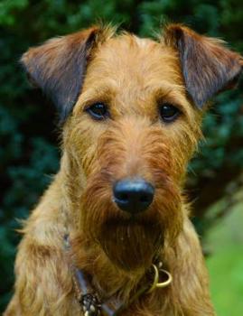 School Notebook Composition Wide Ruled Puppy Dog