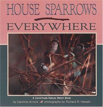 Hardcover House Sparrows Everywhere Book