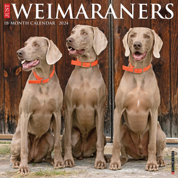 Calendar Just Weimaraners 2024 12 X 12 Wall Calendar Book