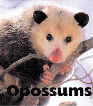 Library Binding Opossums Book