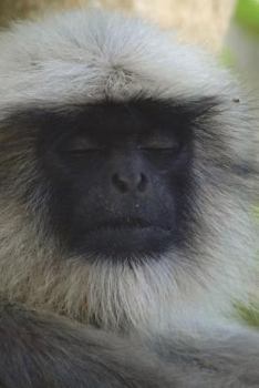Paperback Say Hello to the Hanuman Langur Journal: 150 page lined notebook/diary Book