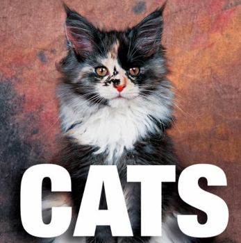 Gatti