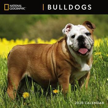 Calendar Cal 2020-National Geographic Bulldogs Wall Book