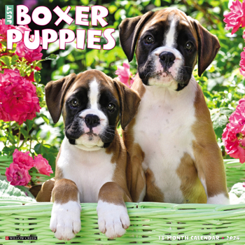 Calendar Just Boxer Puppies 2024 12 X 12 Wall Calendar Book