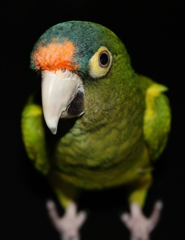 Green Parrot Black Paper Notebook: Pretty Tropical Bird Journal with Black Dotted Pages | Black Dot Grid Notebook for Gel Pens | Also for Wax Pens, ... Sketchbook (Black Pages Dotted Journals)