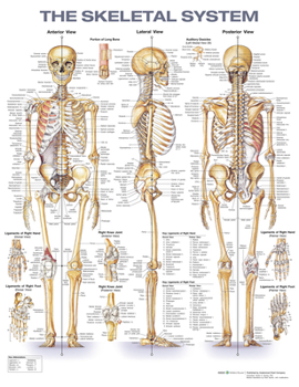 Wall Chart The Skeletal System Anatomical Chart Book