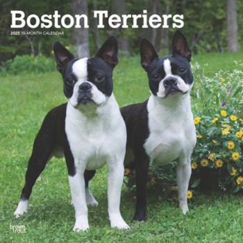 Calendar Boston Terriers 2025 12 X 24 Inch Monthly Square Wall Calendar Plastic-Free Book