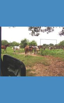 Paperback Queen Corine and King Chester Book