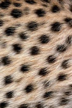 Paperback Journal: Cheetah Fur 6x9 Lined Journal Notebook 200 Pages Book