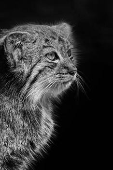 Paperback Pensive Pallas Cat Portrait in Black and White Wildcat Photography Journal: 150 Page Lined Notebook/Diary Book