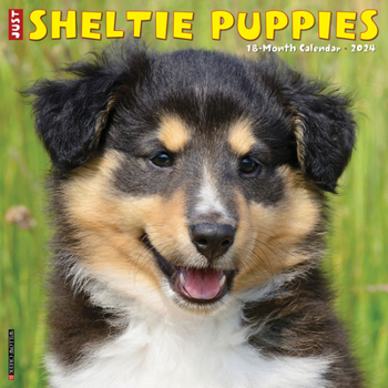 Calendar Just Sheltie Puppies 2024 12 X 12 Wall Calendar Book